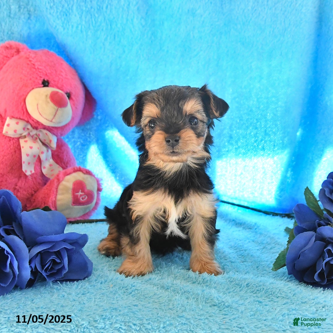 Yorkshire Terrier dogs for sale: Johnny - Ad 1