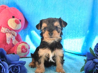 Yorkshire Terrier dogs Johnny - Ad 26