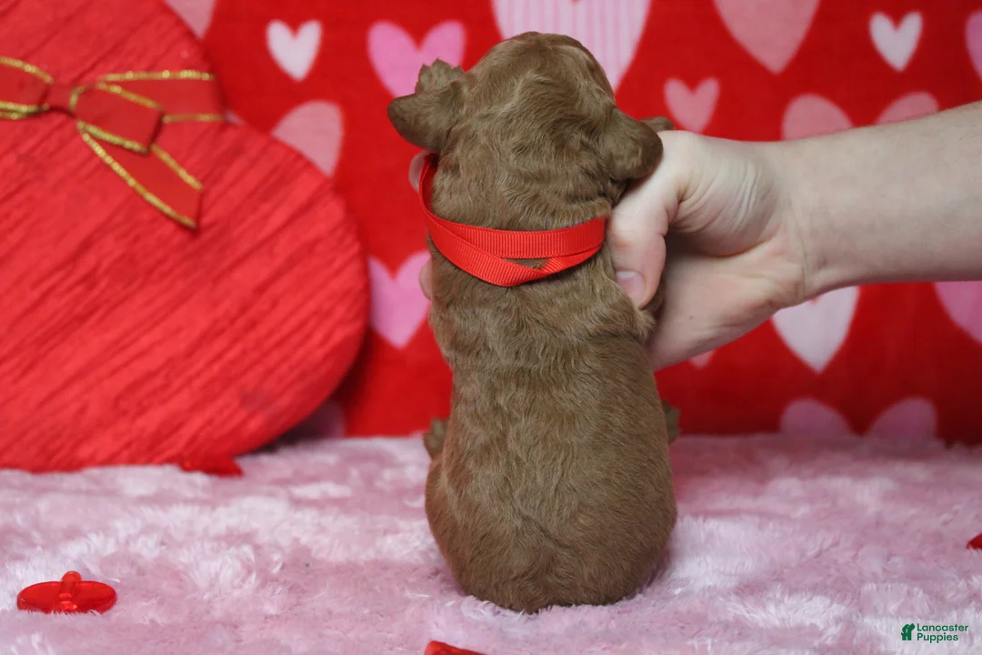 Goldendoodle dogs for sale: Sprite  - Ad 9