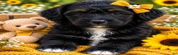 Bernedoodle dogs for sale: Star - Ad 1