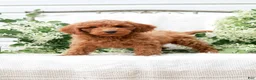 Mini Goldendoodle dogs for sale: Levi - Ad 2