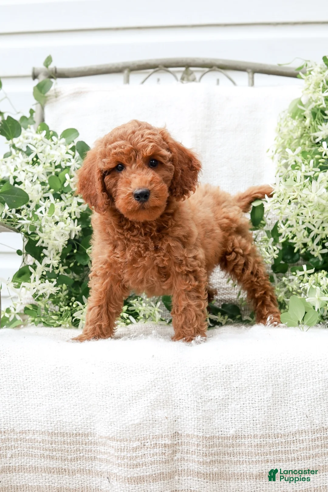 Mini Goldendoodle dogs for sale: Levi - Ad 2