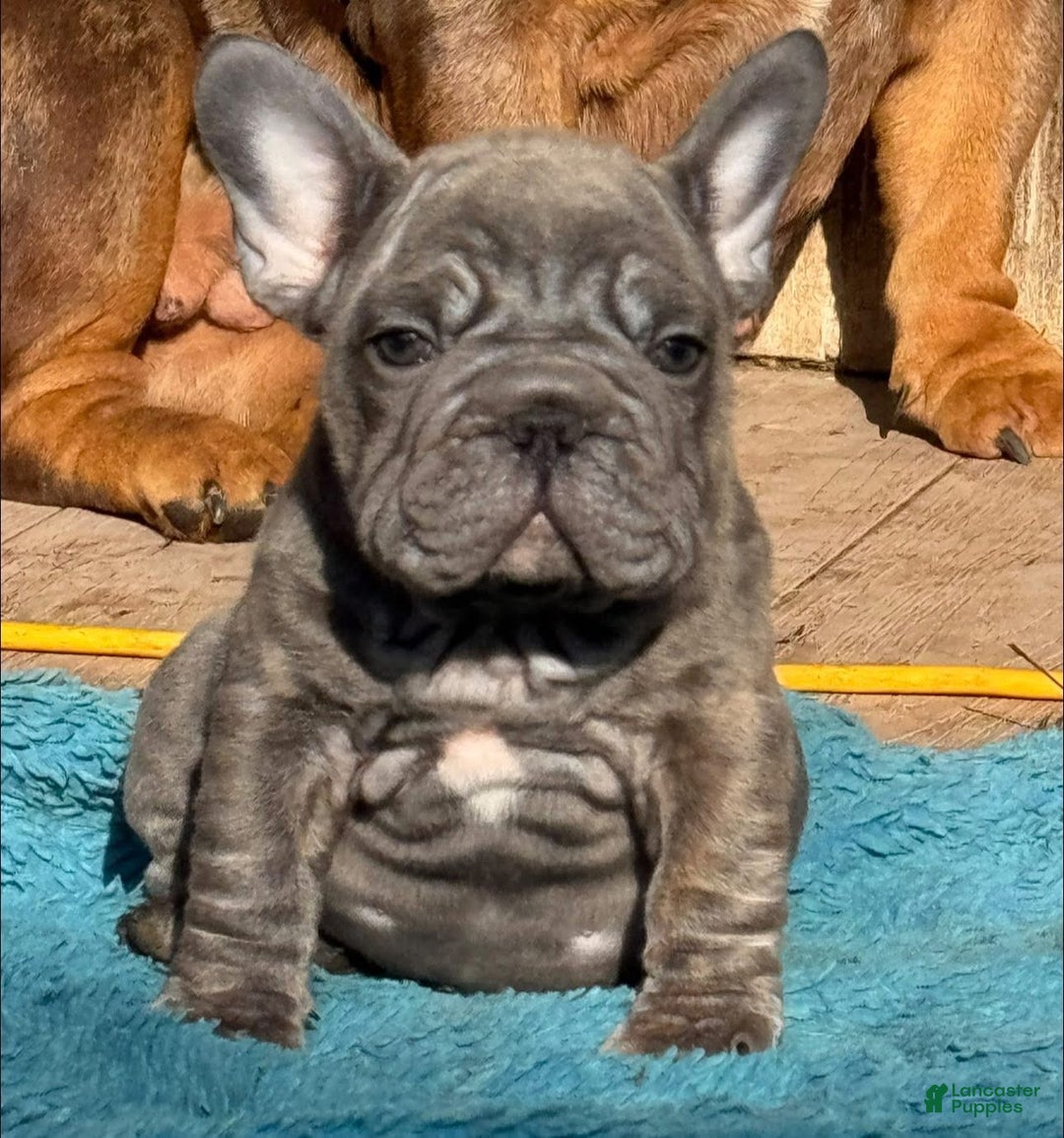 French Bulldog dogs for sale: Peanut  - Ad 2