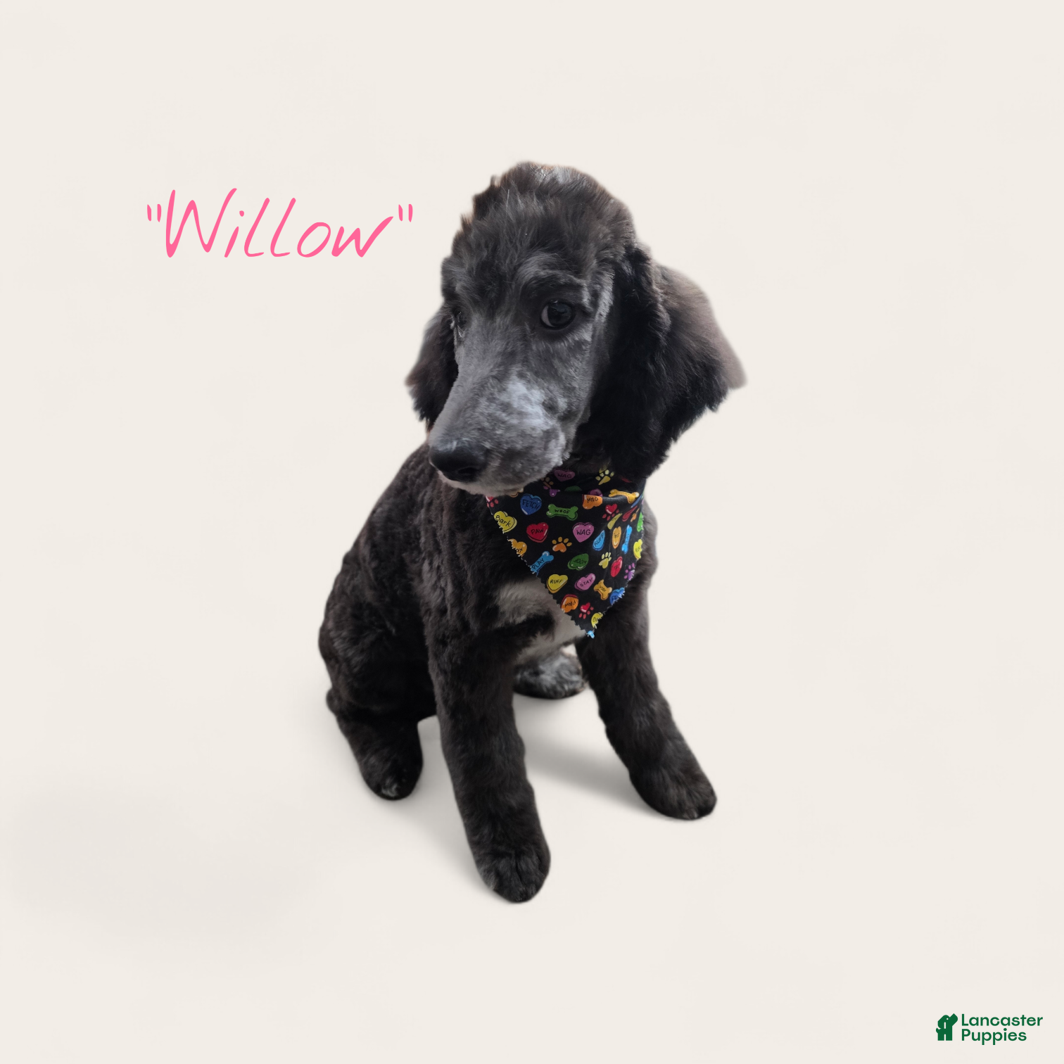 Standard Poodle dogs Standard Poodle Puppy 7 - Ad 1