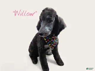 Standard Poodle dogs Standard Poodle Puppy 7 - Ad 1
