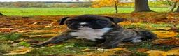 Boxer dogs for sale: Isaiah - Ad 4