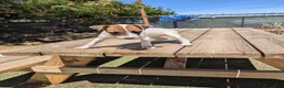 Jack Russell Terrier dogs for sale: Boy 2 - Ad 1