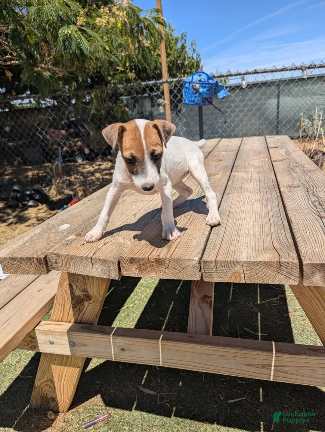 Jack Russell Terrier dogs for sale: Boy 2 - Ad 1