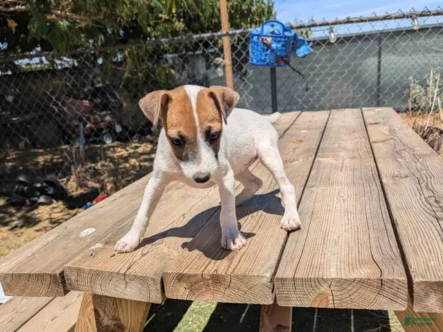 Jack Russell Terrier dogs for sale: Boy 2 - Ad 29