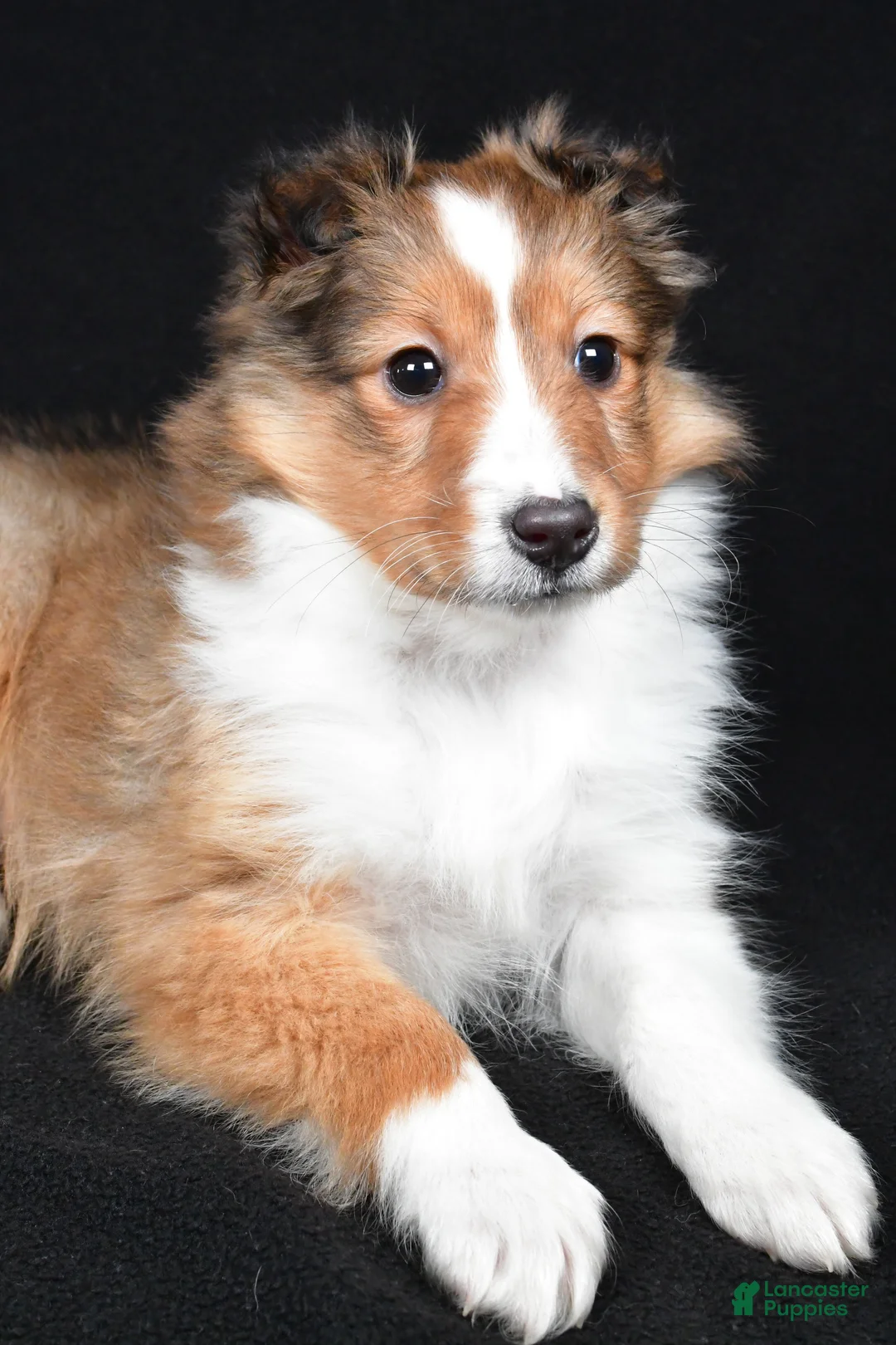 Shetland Sheepdog dogs for sale: Macy - Ad 9