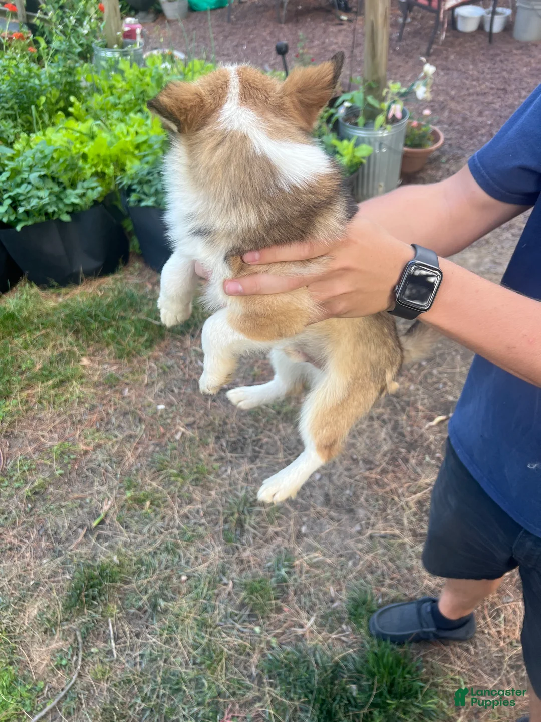 Mixed Breed dogs for sale: Mixed Breed 1 - Ad 4