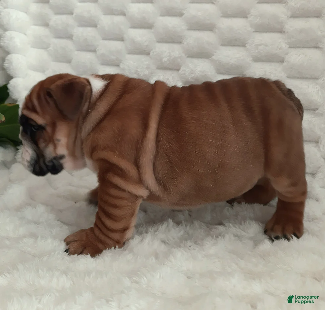 English Bulldog dogs for sale: Dana - Ad 6