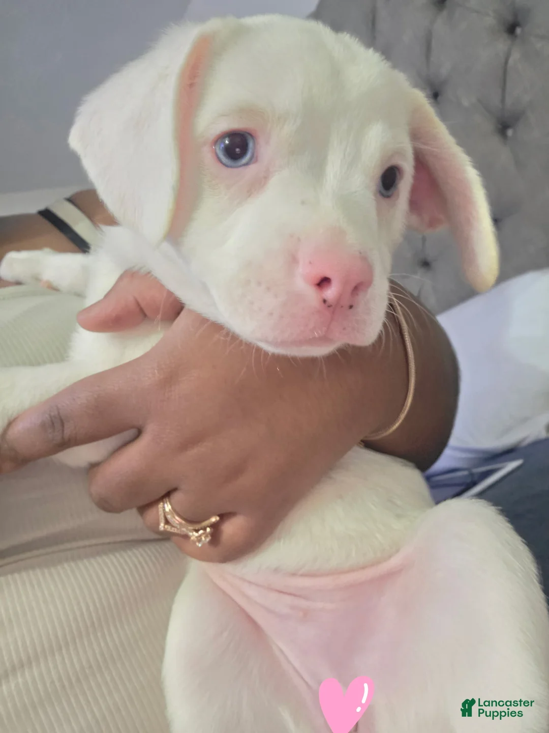 Mixed Breed dogs for sale: Winter - Ad 1