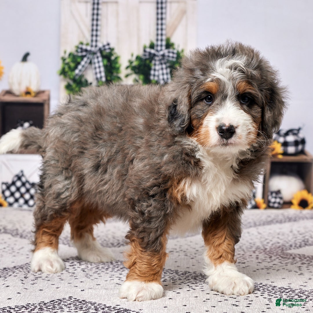 Mini Bernedoodle dogs for sale: Ryder - Ad 2