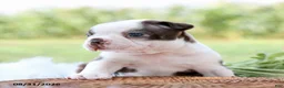 Boston Terrier dogs for sale: Dolly - Ad 4