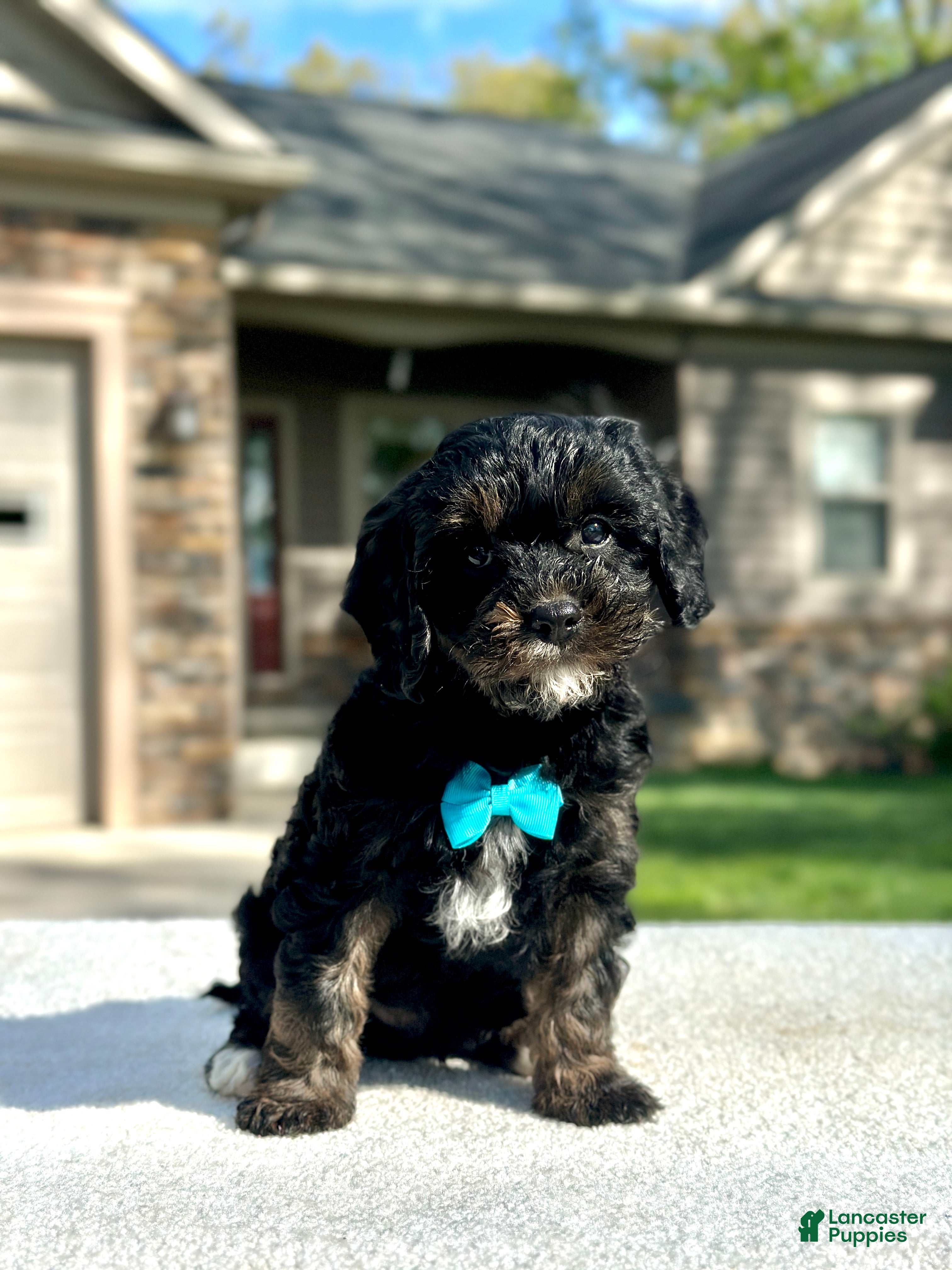 Cavapoo dogs Chester - Ad 2
