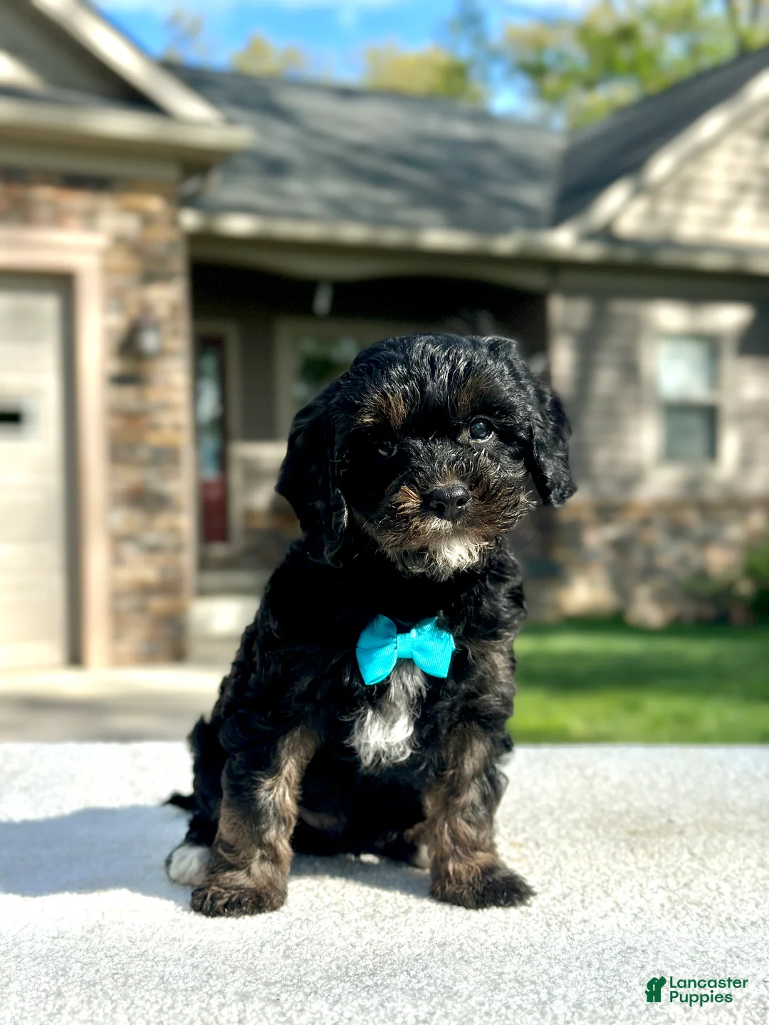 Cavapoo dogs for sale: Chester - Ad 2