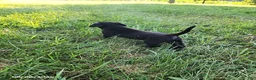 Labrador Retriever dogs for sale: Tucker - Ad 3
