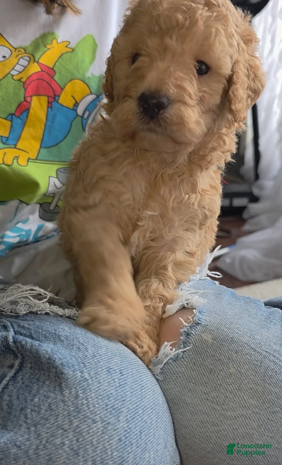 Goldendoodle dogs for sale: Mini Goldendoodle Male  - Ad 3