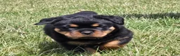Rottweiler dogs for sale: Mr Big Bro - Ad 5
