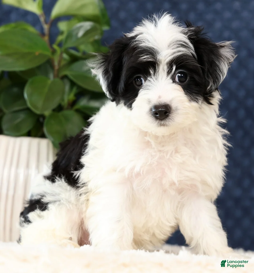 Yorkiepoo dogs for sale: Amy - Ad 1