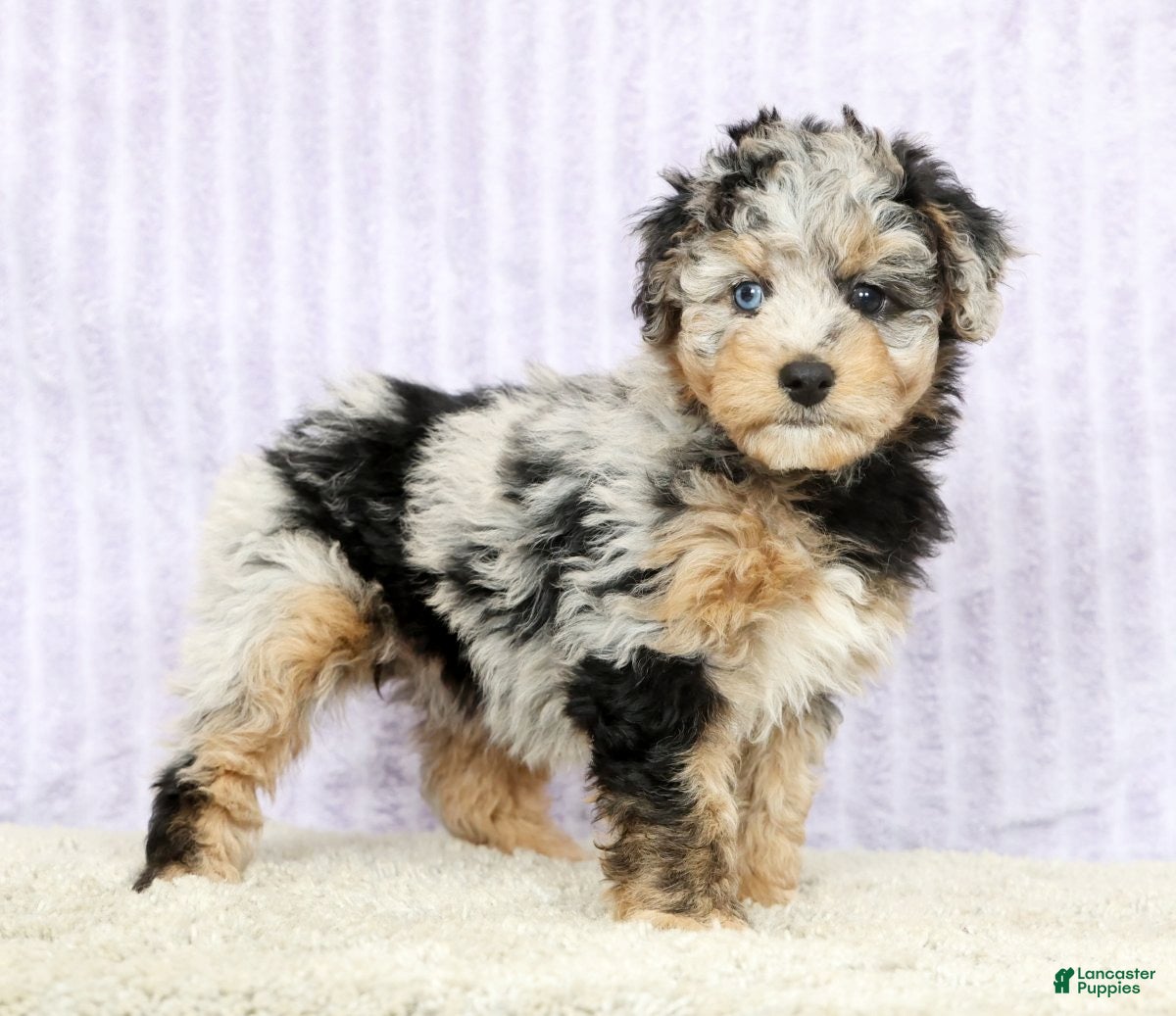 Mini Aussiedoodle dogs Mindy - Ad 2