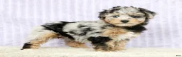 Mini Aussiedoodle dogs for sale: Mindy - Ad 2