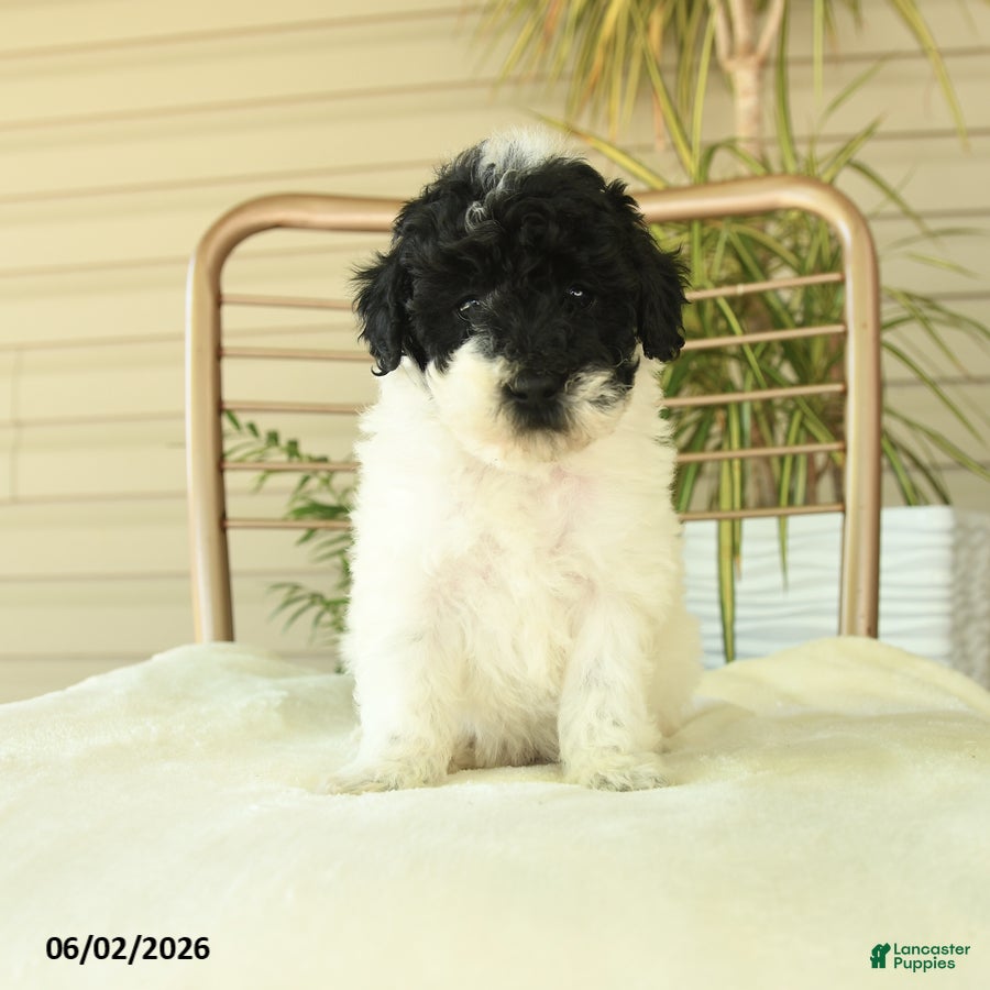 Miniature Poodle dogs for sale: Quicksilver - Ad 5
