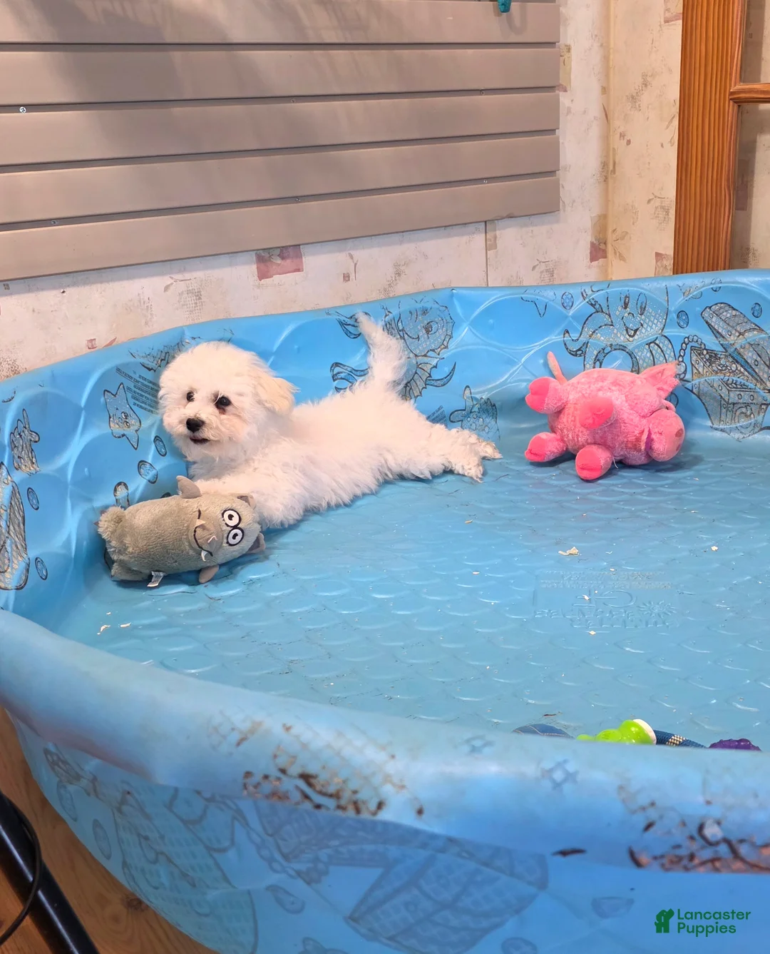 Bichon Frise dogs for sale: Blake - Ad 6