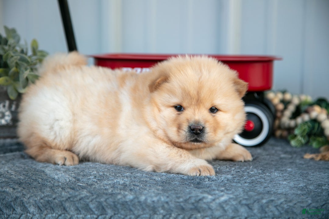 Chow Chow dogs for sale: Coach - Ad 3
