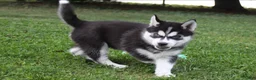 Siberian Husky dogs for sale: Timber - Ad 5
