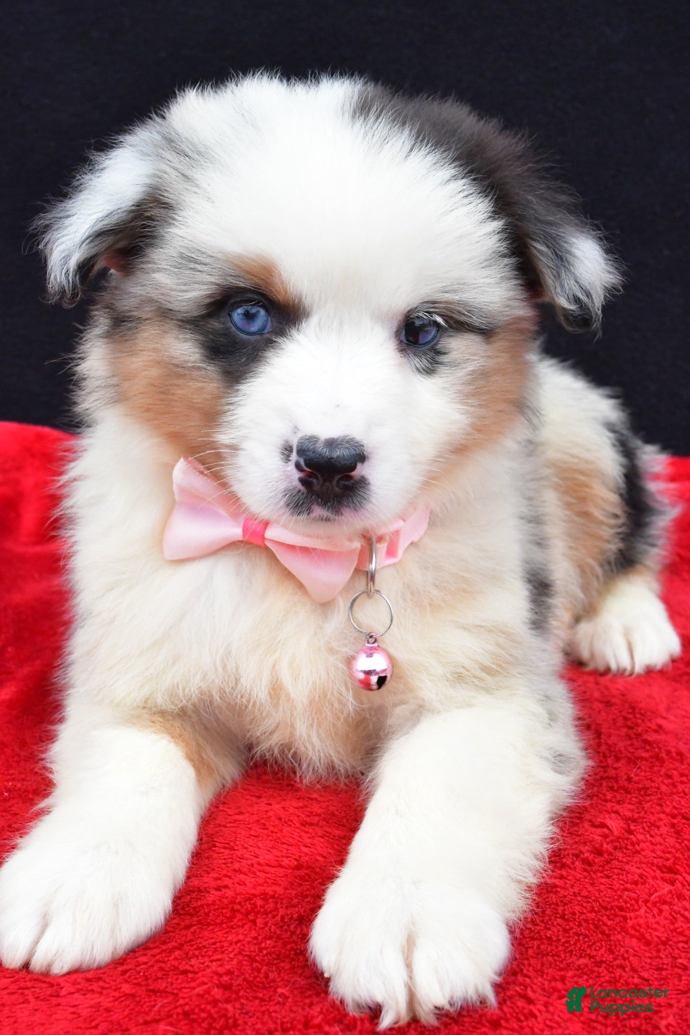 Miniature Australian Shepherd dogs Ocean - Ad 2
