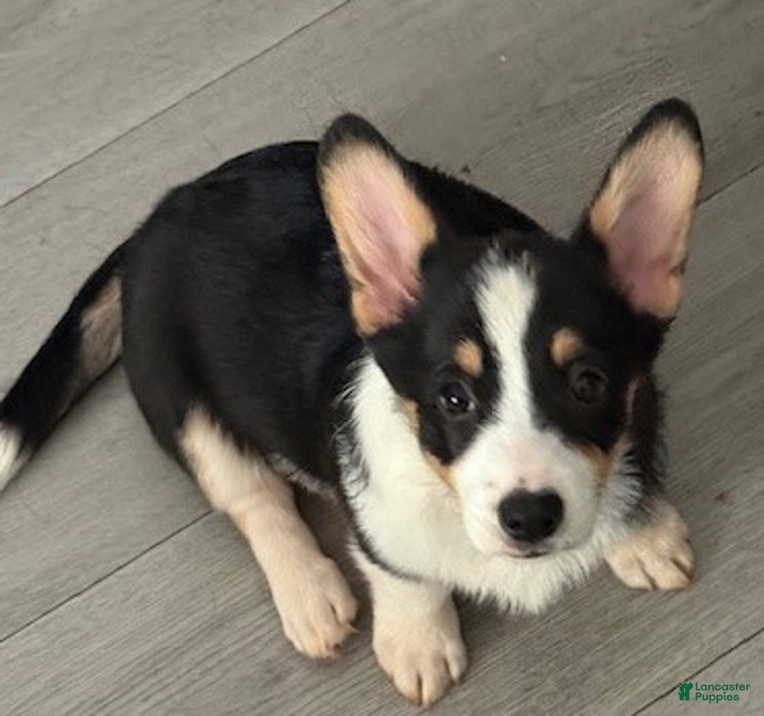 Gallery Image {{count}}