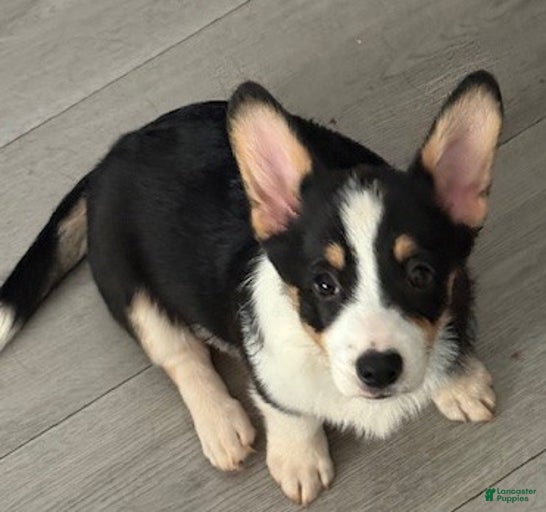 Gallery Image {{count}}