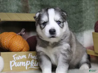 Siberian Husky dogs Orange - Ad 36
