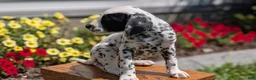 Dalmatian dogs for sale: Willow  - Ad 4