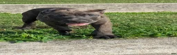Cane Corso dogs for sale: Ceres - Ad 6