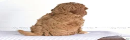 Cavapoo dogs for sale: Tommy - Ad 5