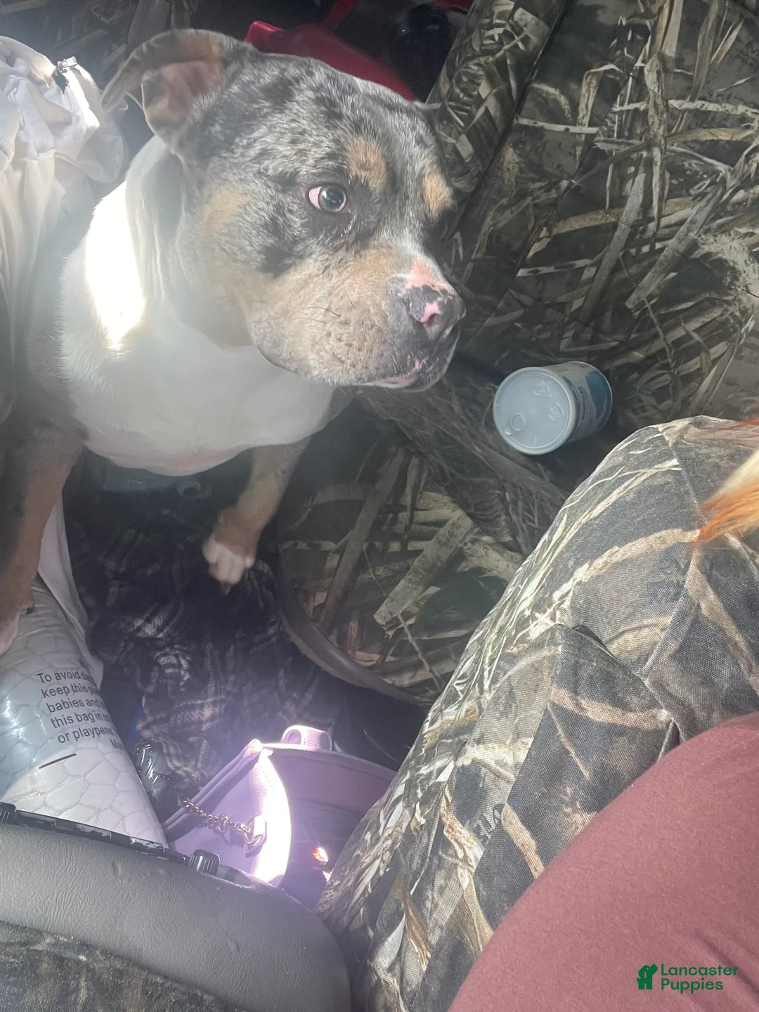 American Bully dogs for sale: American Bully Puppy 1 - Ad 2