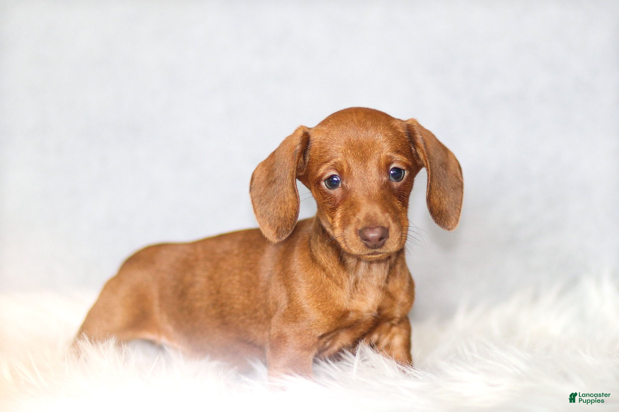 Miniature Dachshund dogs Olivia - Ad 2