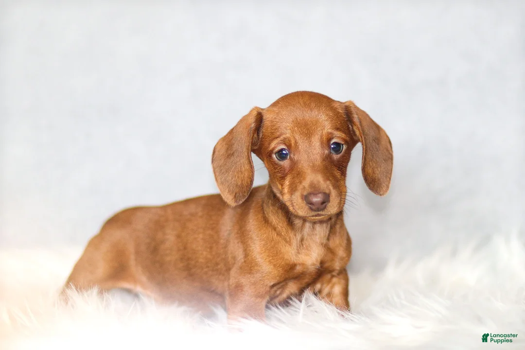 Miniature Dachshund dogs for sale: Olivia - Ad 2