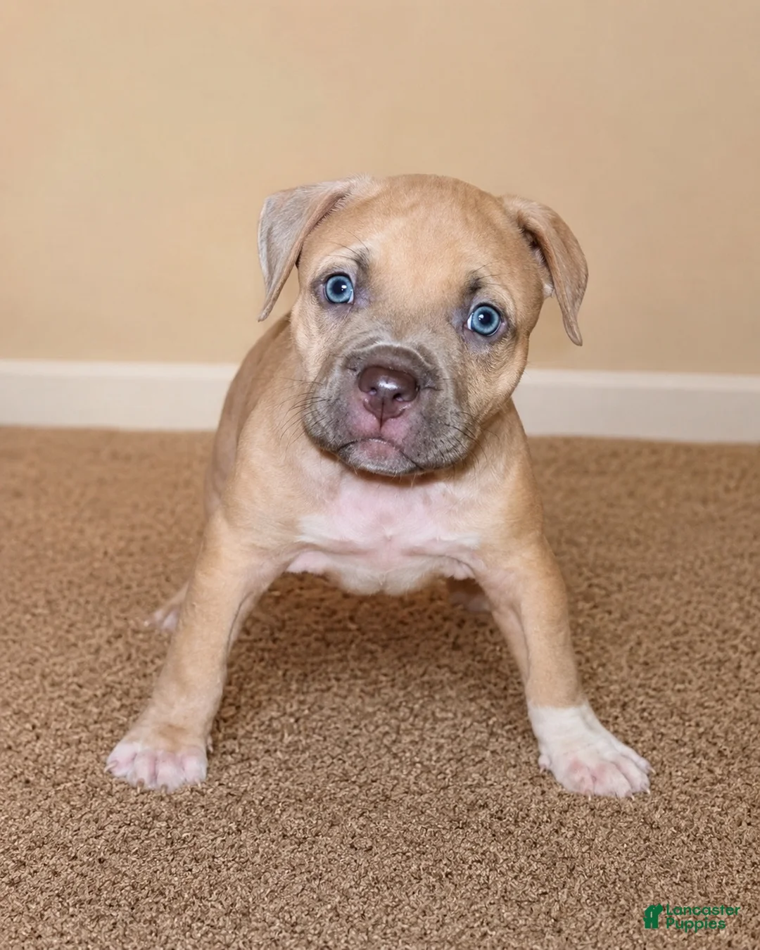 American Bully dogs for sale: American Bully 4 - Ad 1
