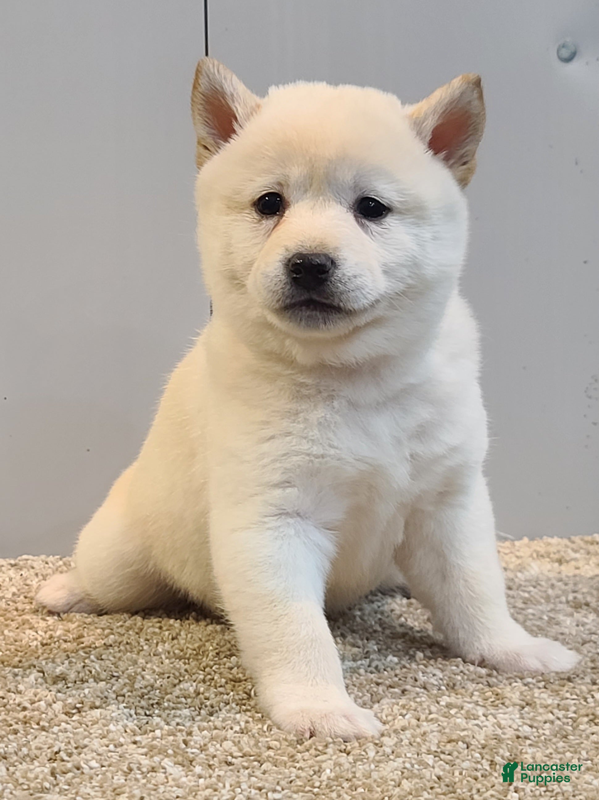 Shiba Inu dogs Tasha  - Ad 1