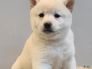 Shiba Inu dogs for sale: Tasha - Ad 3