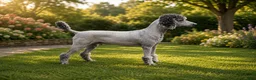 Standard Poodle dogs for sale: Standard Poodle 1 Green Boy - Ad 2