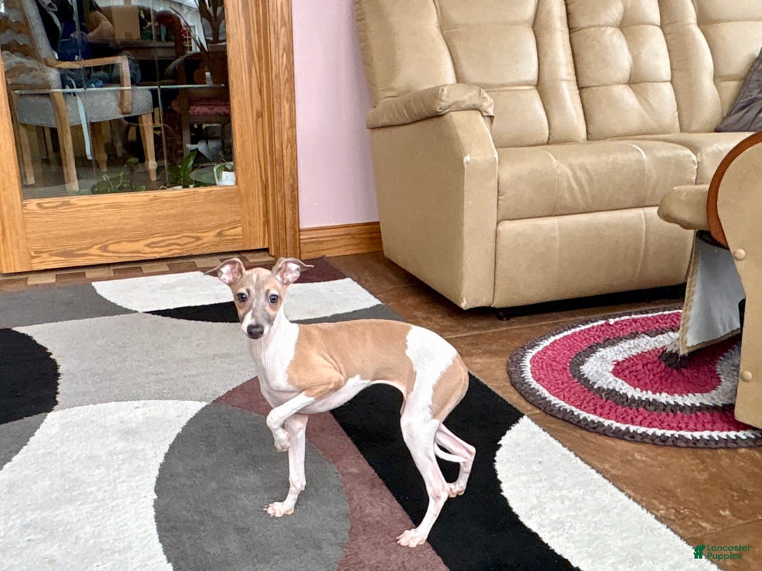 Italian Greyhound dogs for sale: Italian Greyhound Puppy 2 - Ad 3