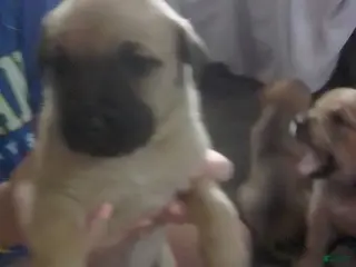 Cane Corso dogs Cane Corso Female 1 - Ad 1