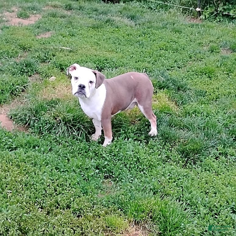 Mixed Breed dogs Porky - Ad 8