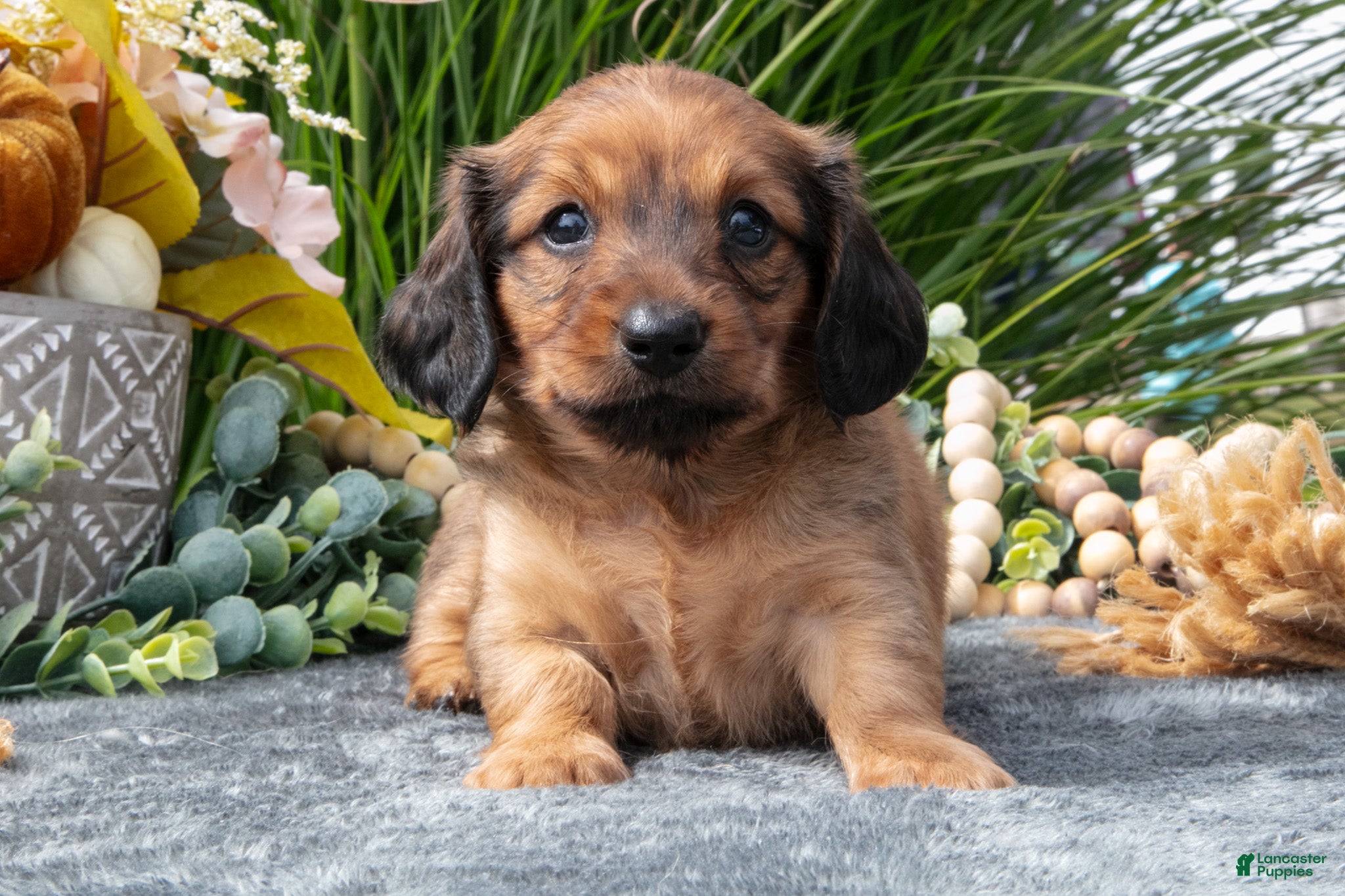 Miniature Dachshund dogs Kylie - Ad 2