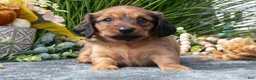 Miniature Dachshund dogs for sale: Kylie - Ad 2